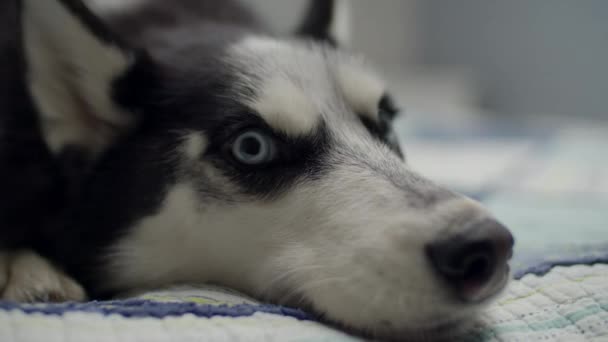 Portrait of black and white Siberian Husky with blue eyes. Dog on owners bed.  - Video, Çekim