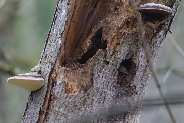 Champignons à l'emplacement naturel dans la forêt
 - Photo, image