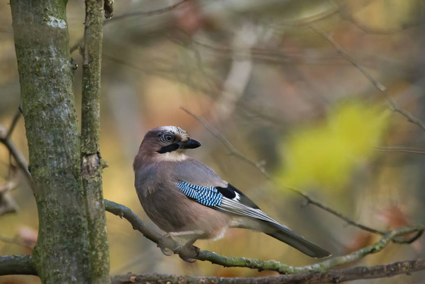 Blue jay on branch in forest, selective focus - Valokuva, kuva