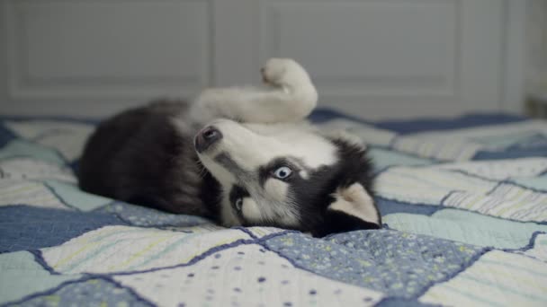 Fekete-fehér Szibériai Husky kutya fekszik az ágyon kék takaróval. Aranyos kiskutya sütkérezik az emberek ágyában.  - Felvétel, videó