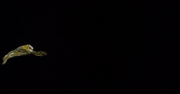 Кугар Живопис, номенклатурних Альба, дорослого в польоті, Нормандія, повільний рух 4 к - Кадри, відео