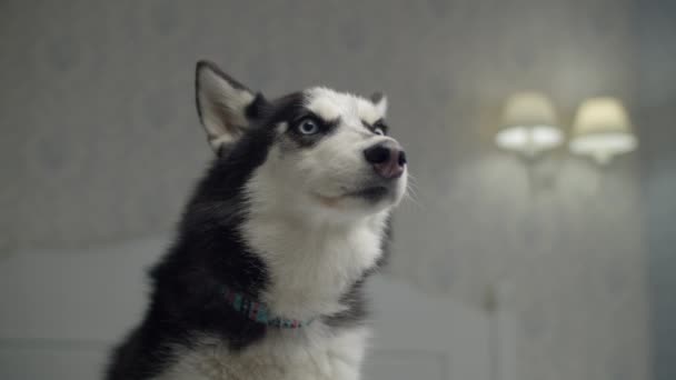 Portrait of black and white Siberian Husky with blue eyes. Dog on owners bed.  - Metraje, vídeo