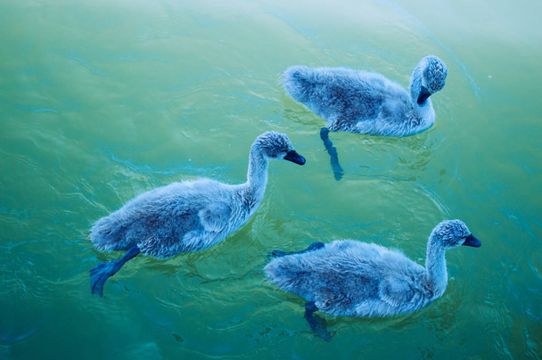 Μια οικογένεια κύκνων κολυμπάει στη λίμνη. - Φωτογραφία, εικόνα