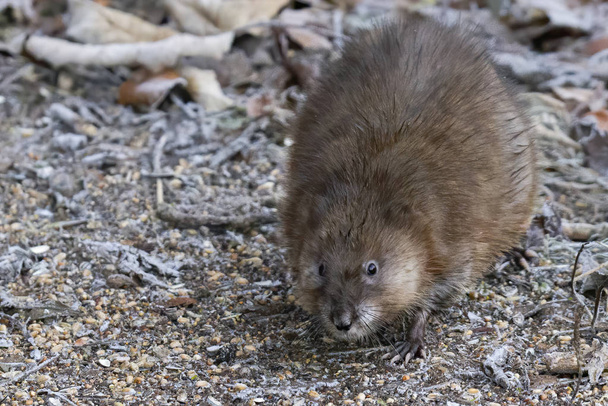 young muskrat searching for food on forest floor - Photo, Image