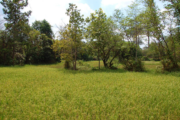 Рисове поле поблизу Сіам - Ріп (Камбоджа). - Фото, зображення