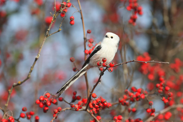 long-tailed tit or long-tailed bushtit (Aegithalos caudatus) sits on a branch of hawthorn  bush against a background of red berries and sky - Photo, Image
