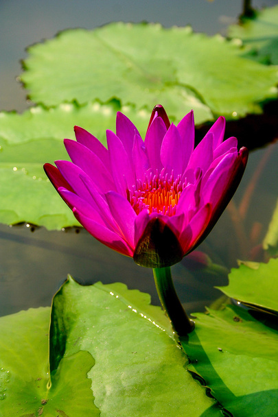 Violet water lilies - Foto, imagen