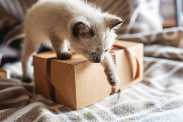gatito lindo esponjoso jugando con el regalo en una manta suave. Pequeño gato mirando la caja. Cuidando de nuestras pequeñas mascotas
 - Foto, imagen
