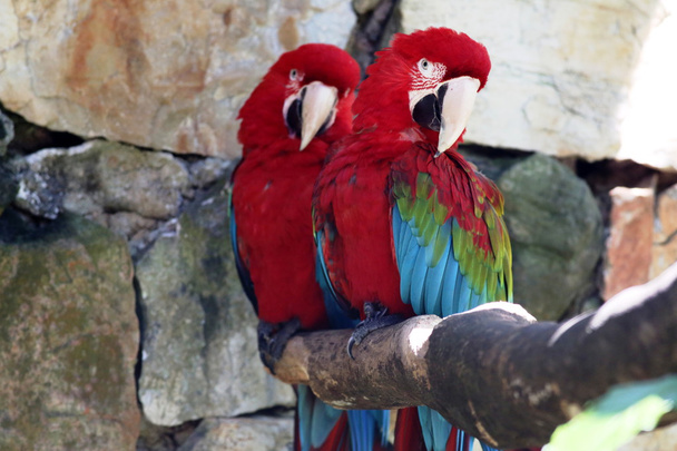 Scarlet macaws - Photo, Image