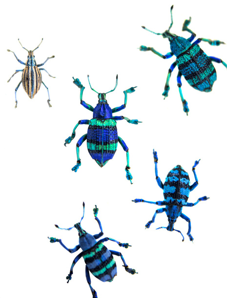Escarabajo tropical (Curculionoidae
). - Foto, imagen