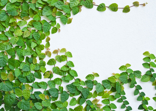The Green Creeper Plant on the wall for background. - Foto, immagini