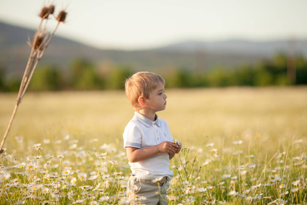 Child 3-5 years collects daisies in spring blooming natural field - Fotografie, Obrázek