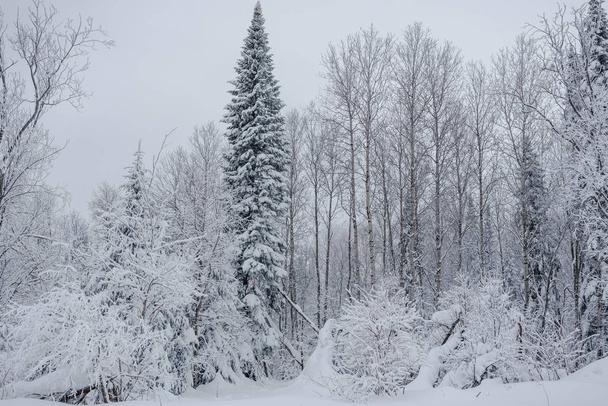 Snow fairy forest. Winter forest. Taiga snow forest. - Fotoğraf, Görsel