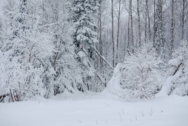 Snow fairy forest. Winter forest. Taiga snow forest. - Photo, image