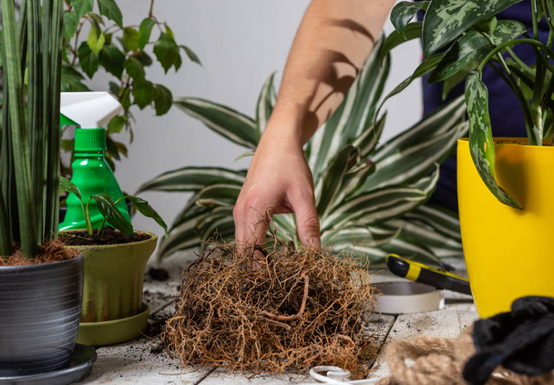 Man replanting a house plant in another pot - Photo, Image