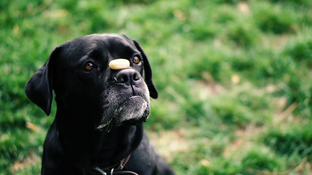 Dogs breed Cane Corso. The dog throws a bagel up and catches his mouth. - Footage, Video