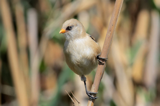Adult female bearded tit sits on the reed close up photo - Foto, immagini