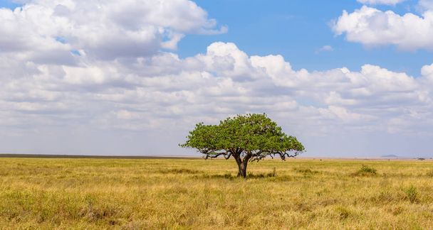 Panoramic image of a lonely acacia tree in Savannah in Serengeti National Park, Tanzania - Safari in Africa - Foto, imagen