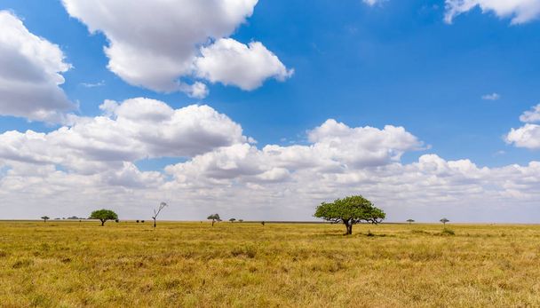 Panoramic image of a lonely acacia tree in Savannah in Serengeti National Park, Tanzania - Safari in Africa - 写真・画像