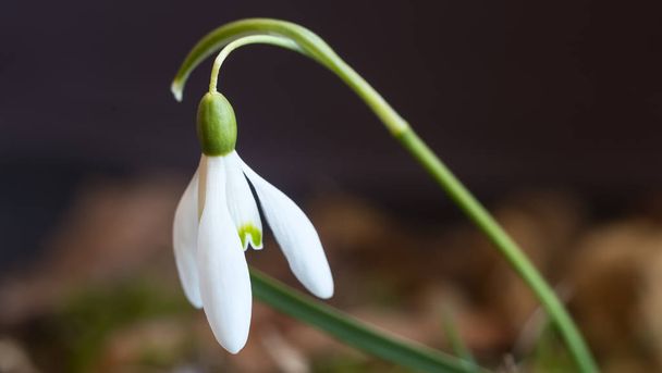 Snowdrops are the first spring flowers among the leaves. - Photo, Image