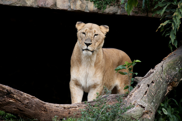 Hayvanat bahçesindeki dişi aslan. - Fotoğraf, Görsel