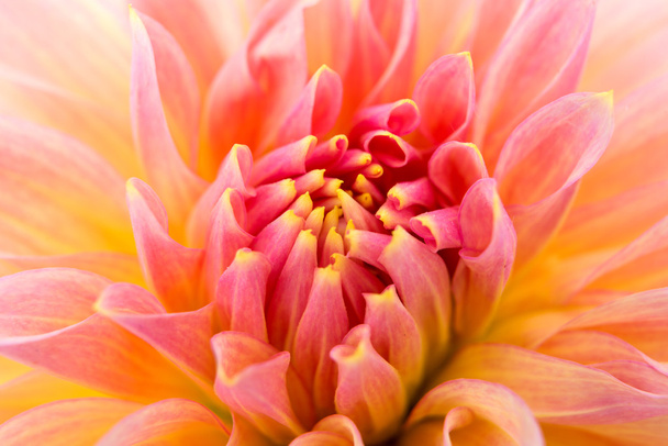 dahlia rose
 - Photo, image