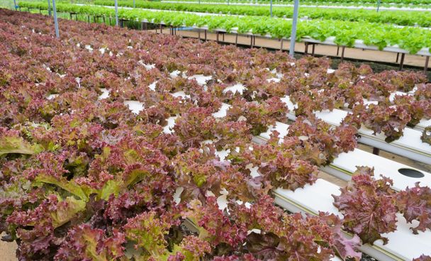 Red lettuce plantation - Photo, Image