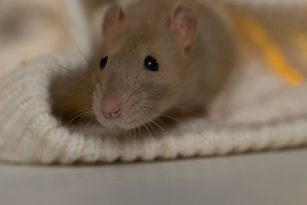 wieczorem beżowy szczur siedzi na beżowej kratce, tło z teksturą - Zdjęcie, obraz