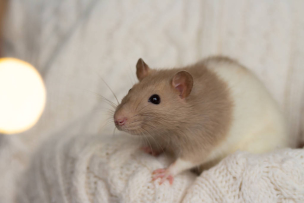 beige rat zit op een beige plaid, achtergrond met textuur - Foto, afbeelding