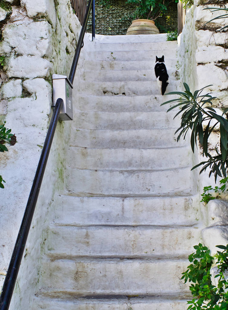 Chat noir et blanc, grimpant sur les marches blanches, Athènes, Grèce
. - Photo, image