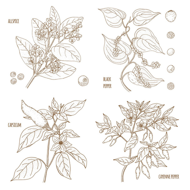 Set of Fragrant Peppers. Allspice, Capsicum, Black and Cayenne.  - Vector, afbeelding