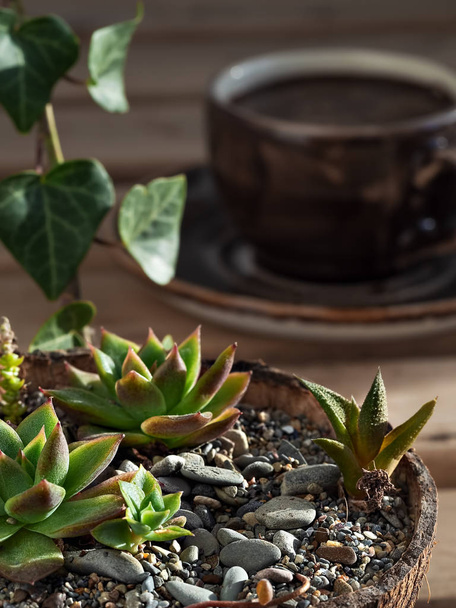Echeveria zamatos - beltéri növények egy kókuszos edényben, egy fa asztalon. Egy csésze eszpresszó a háttérben. Kávészünet. Közelkép. Dekoráció az asztalra. Függőleges irány. - Fotó, kép