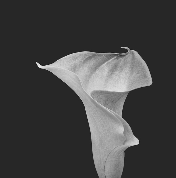 απομονωμένη μονόχρωμη άνθος calla, γκρι φόντο, λεπτή τέχνη νεκρή φύση - Φωτογραφία, εικόνα