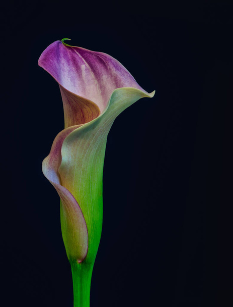 изолированный фиолетовый зеленый цветок каллы на темно-синем фоне, изобразительное искусство
 - Фото, изображение