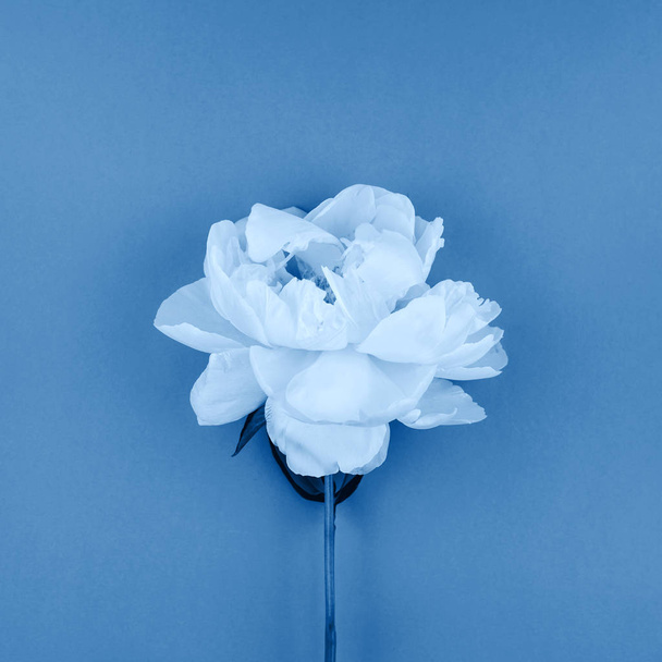 Blooming white peony flower blue toned  - 写真・画像