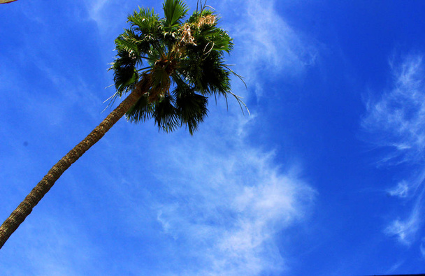 palmboom en hemel - Foto, afbeelding