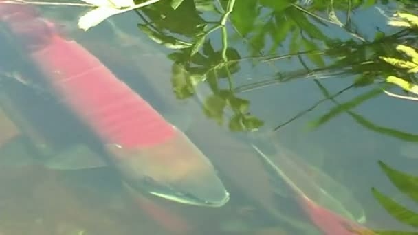 piros hal - Felvétel, videó