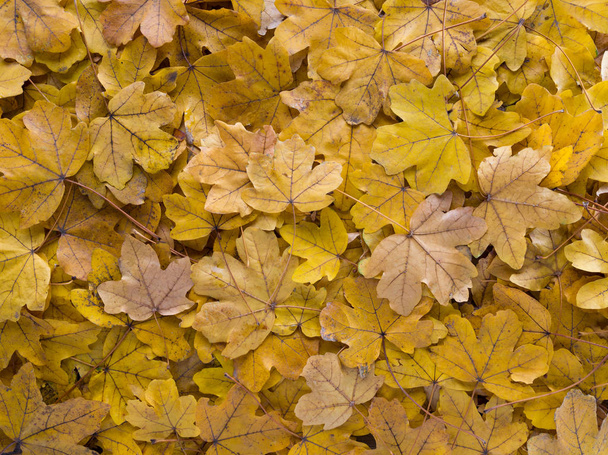 fallen leaves on the ground - Photo, Image