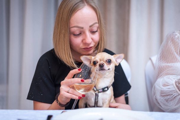 mini Chihuahua in the hands of the hostess at the Banquet tabl - Fotografie, Obrázek