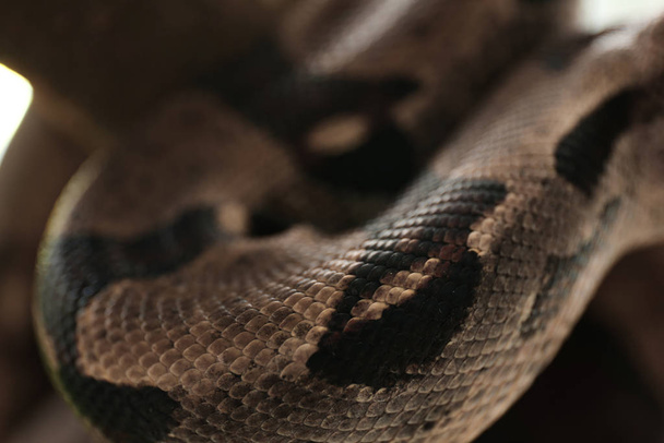 Closeup view of brown boa constrictor. Exotic snake - Foto, Bild