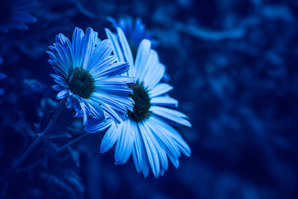 Koyu mavi arka planda çiçekler - Fotoğraf, Görsel