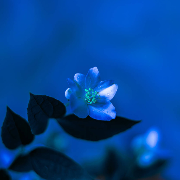 Malý jasmín květina close-up - Fotografie, Obrázek