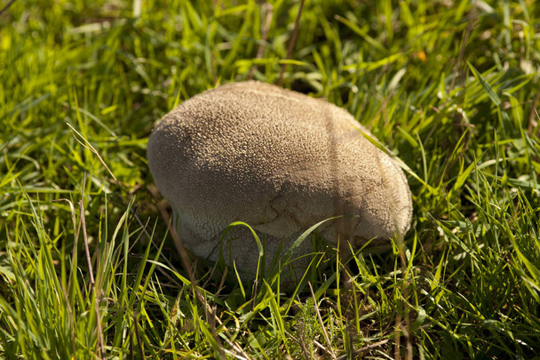 huge bovist mushroom in meadow - Photo, Image