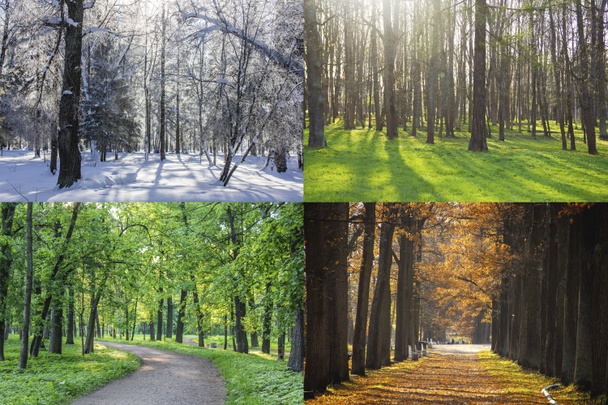 Collage foto 's, alle seizoenen. Winter, lente, zomer, herfst.  - Foto, afbeelding
