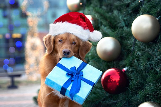 funny dog in santa hat holding a gift box in mouth in front of a christmas tree - Zdjęcie, obraz