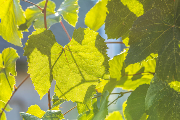 Zielone liście winogron na gałęzi z zachodem słońca w ogrodzie - Zdjęcie, obraz