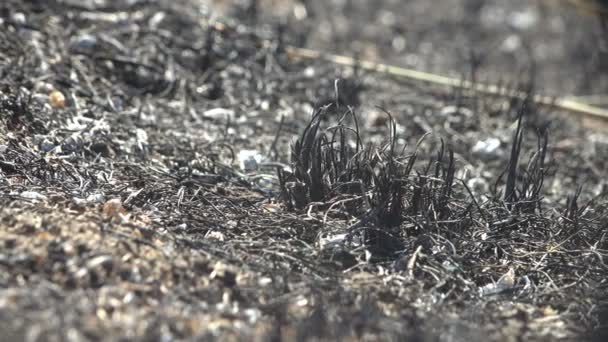 Makró kilátás perzselt és halott föld a réten, vad tűz megölte rovarok, csigák így csak égett fekete kagyló - Felvétel, videó