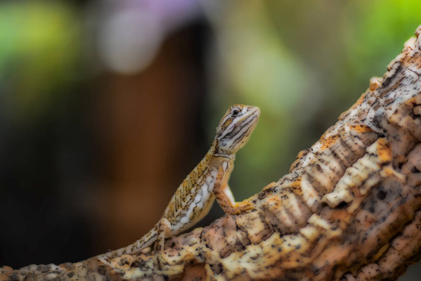 Imagen de un pequeño lagarto multicolor trepando por el tronco y el retrete
 - Foto, imagen