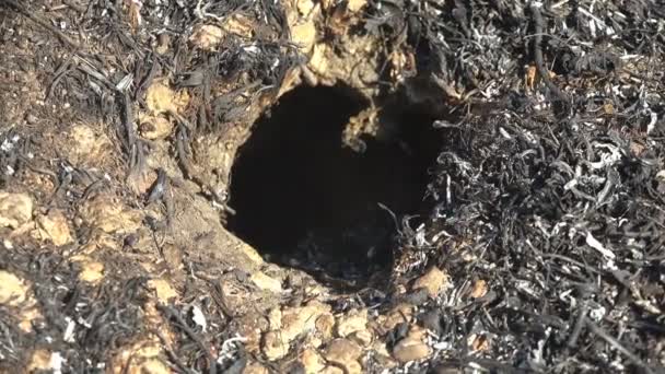 Çayırdaki vahşi ateşin ardından terk edilmiş hayvan, ölü kavrulmuş çimlerin ve deliğin makro manzarası - Video, Çekim