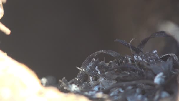 Makroaufnahme von totem verbranntem Gras und verlassenem Tier nach wildem Großbrand auf Wiese - Filmmaterial, Video